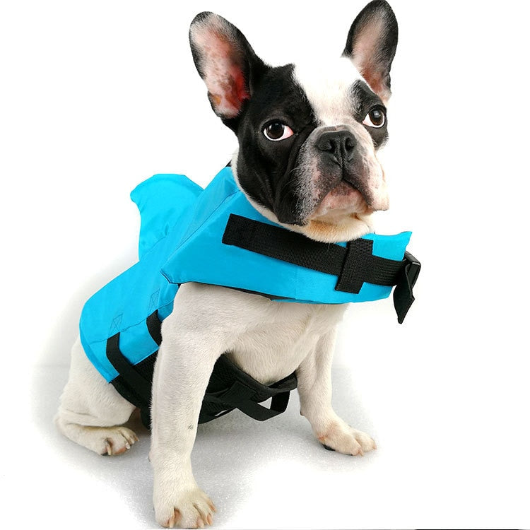 "Black and white French Bulldog wearing New Magna blue shark fin life vest with adjustable straps and rescue handle"